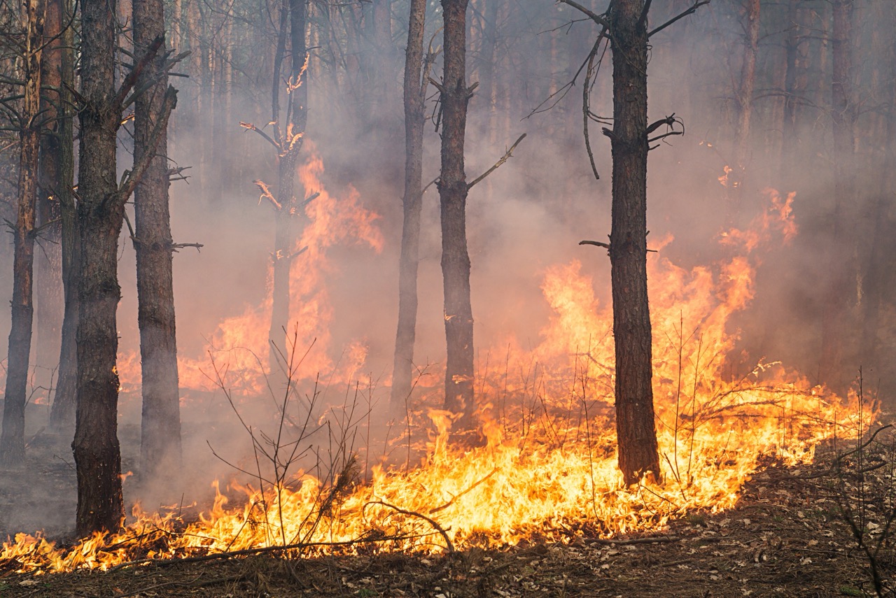 Los Angeles Fires